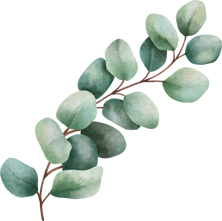 Organic Eucalyptus Leaves