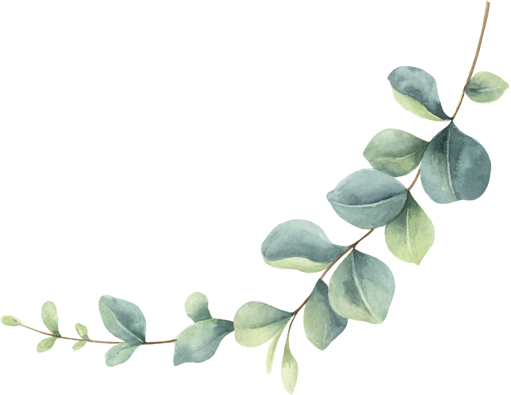 Green Watercolor Eucalyptus branch.