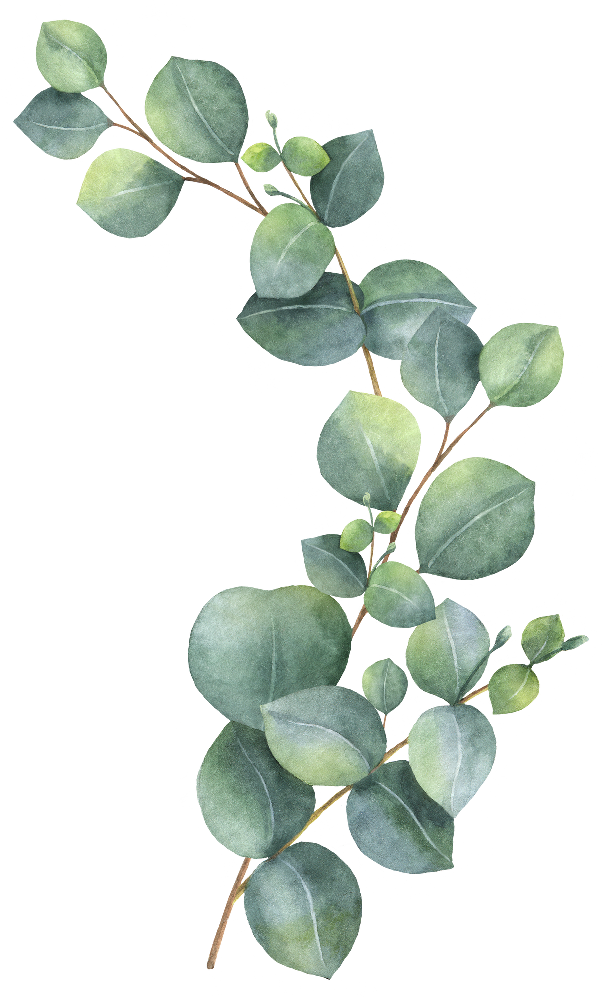 Watercolour green branch of eucalyptus.